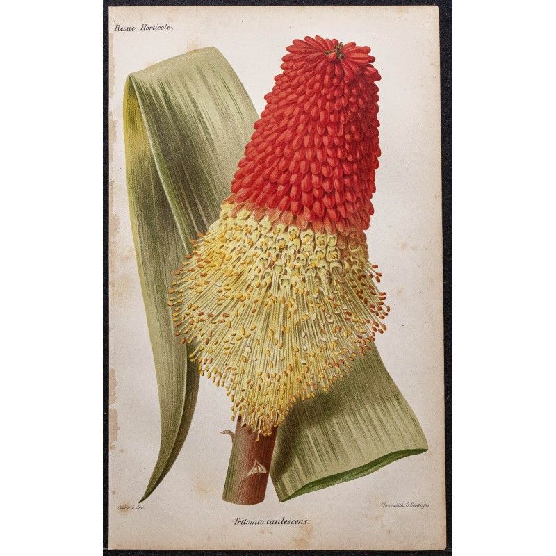 Gravure de 1887 - Kniphofia caulescens - 1