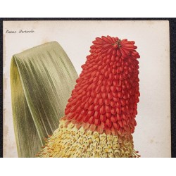 Gravure de 1887 - Kniphofia caulescens - 2