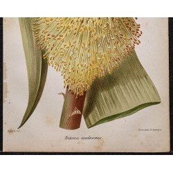 Gravure de 1887 - Kniphofia caulescens - 3
