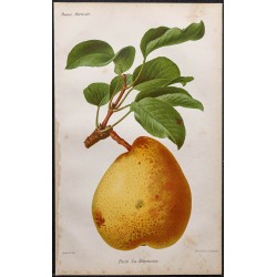 Gravure de 1887 - Poire la béarnaise - 1