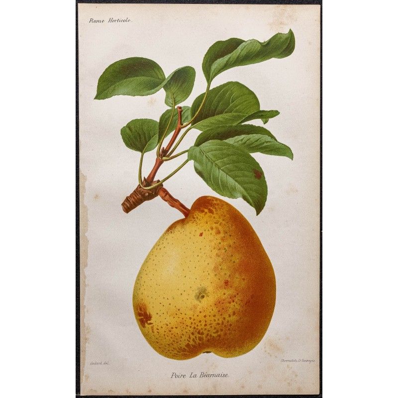 Gravure de 1887 - Poire la béarnaise - 1