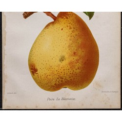 Gravure de 1887 - Poire la béarnaise - 3