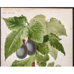 Gravure de 1887 - Fruit de la passion - 2
