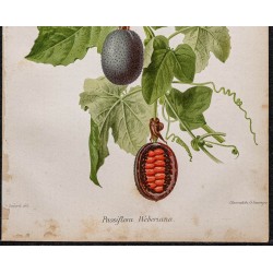 Gravure de 1887 - Fruit de la passion - 3