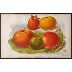 Gravure de 1887 - Fruits kaki - 1