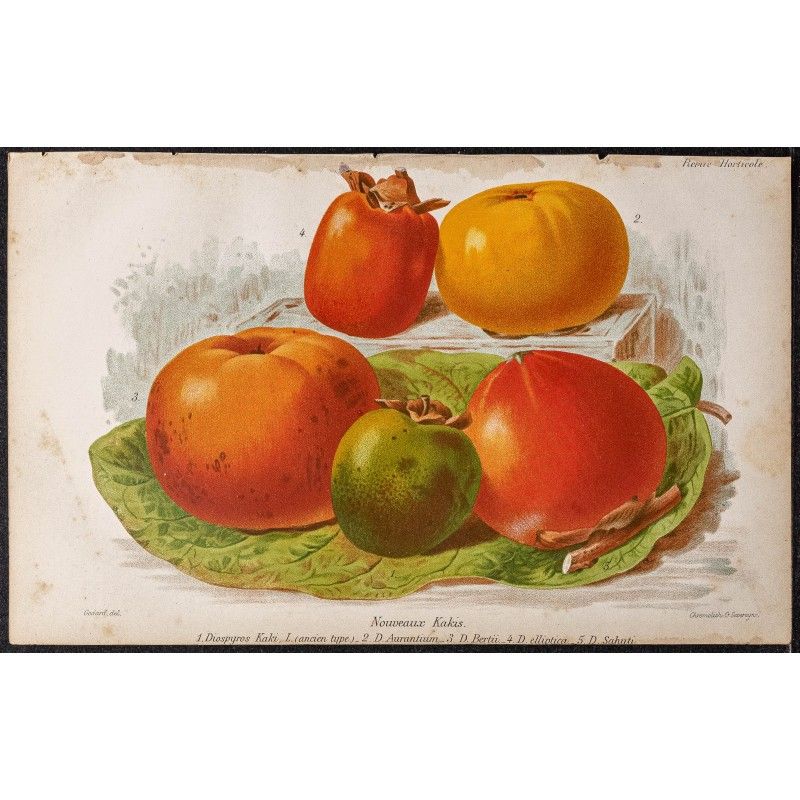 Gravure de 1887 - Fruits kaki - 1