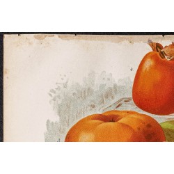 Gravure de 1887 - Fruits kaki - 2