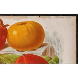 Gravure de 1887 - Fruits kaki - 3