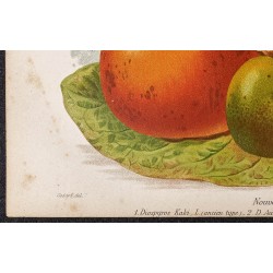 Gravure de 1887 - Fruits kaki - 4