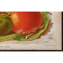 Gravure de 1887 - Fruits kaki - 5