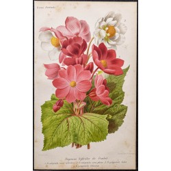 Gravure de 1887 - Bégonias hybrides - 1