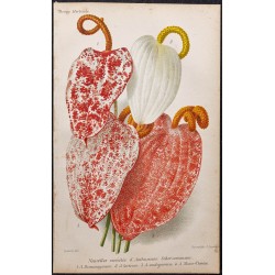 Gravure de 1887 - Langue de feu ou Anthurium - 1