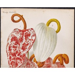 Gravure de 1887 - Langue de feu ou Anthurium - 2