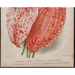 Gravure de 1887 - Langue de feu ou Anthurium - 3