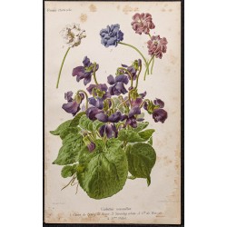Gravure de 1887 - Fleurs violettes - 1