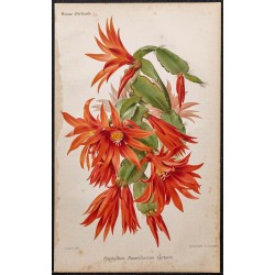 Gravure de 1887 - Fleurs rouges Epiphyllum (Cactus) - 1