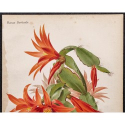 Gravure de 1887 - Fleurs rouges Epiphyllum (Cactus) - 2