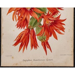 Gravure de 1887 - Fleurs rouges Epiphyllum (Cactus) - 3