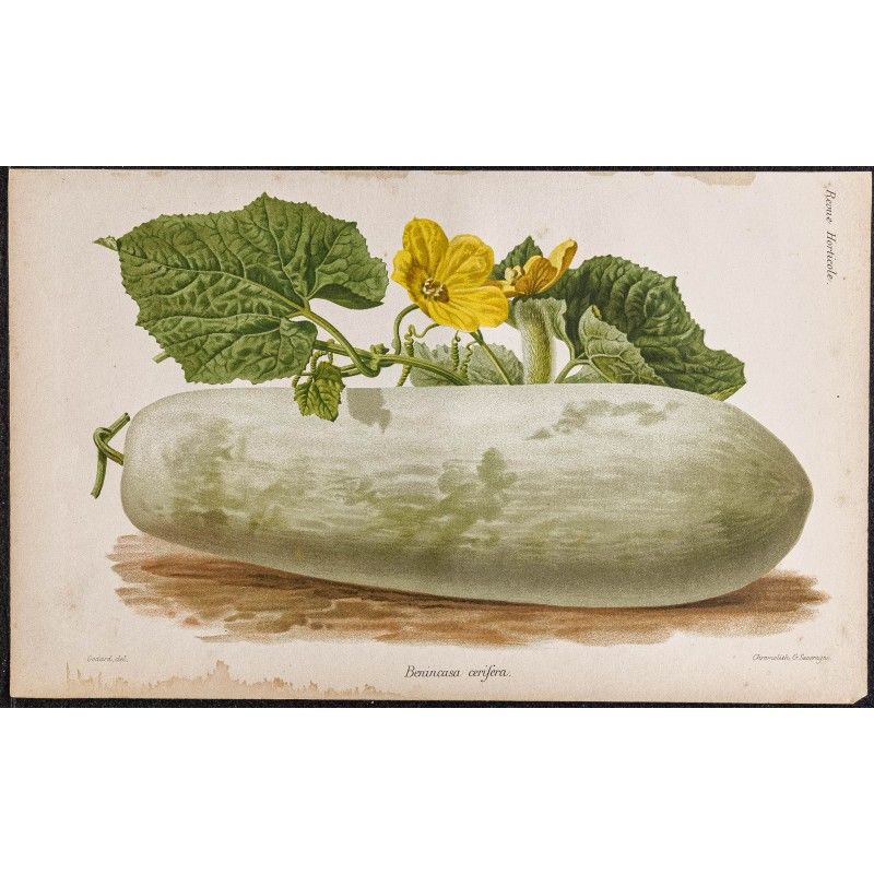 Gravure de 1887 - Courge cireuse - 1