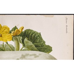 Gravure de 1887 - Courge cireuse - 3