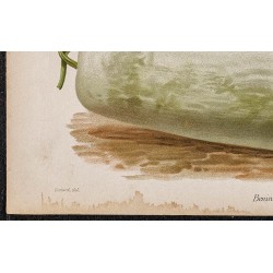 Gravure de 1887 - Courge cireuse - 4