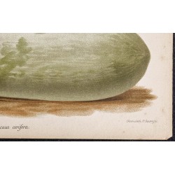 Gravure de 1887 - Courge cireuse - 5