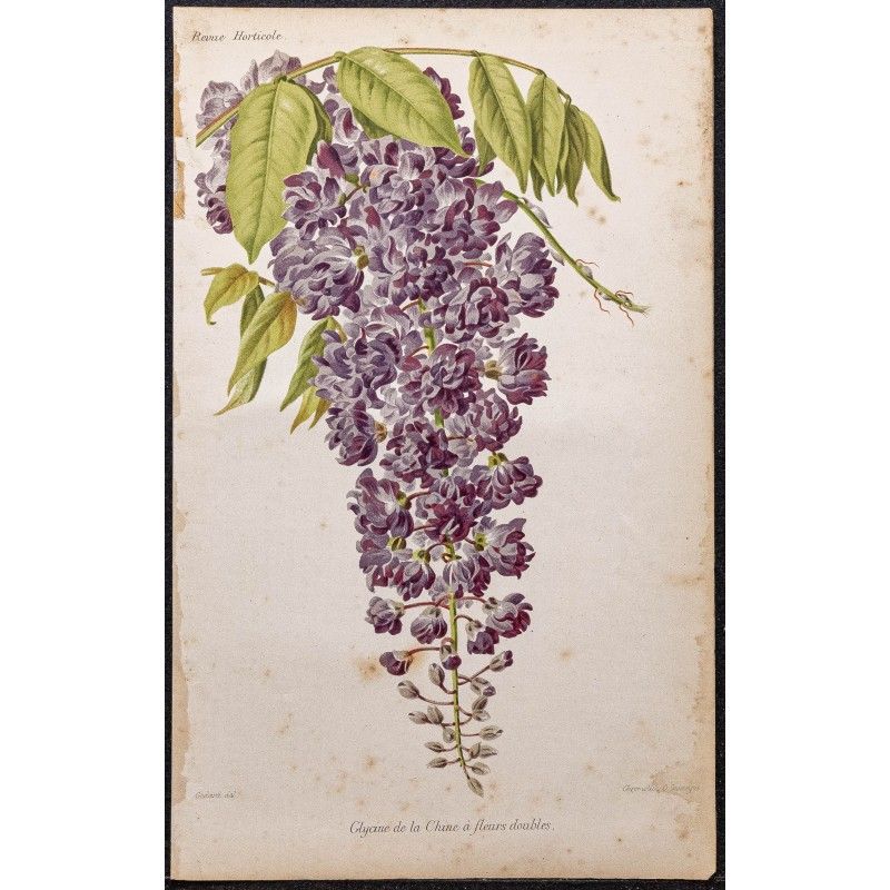 Gravure de 1887 - Glycine de la Chine - 1