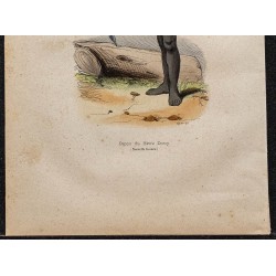 Gravure de 1843 - Papou de Nouvelle-Guinée - 3