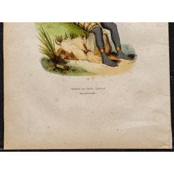 Gravure de 1843 - Papou de Nouvelle-Irlande - 3