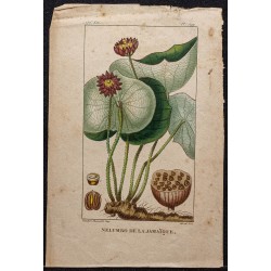 Gravure de 1829 - Lotus (Nelumbo) de Jamaïque - 1