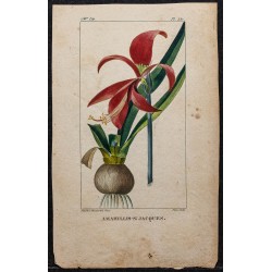 Gravure de 1829 - Lis de St Jacques - 1