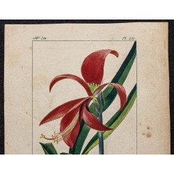 Gravure de 1829 - Lis de St Jacques - 2