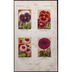 Gravure de 1887 - Fleurs nouvelles - 1