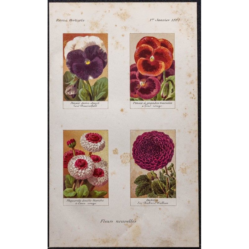 Gravure de 1887 - Fleurs nouvelles - 1
