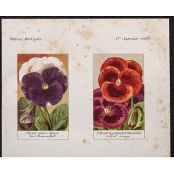 Gravure de 1887 - Fleurs nouvelles - 2