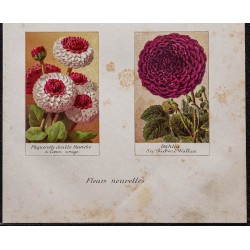 Gravure de 1887 - Fleurs nouvelles - 3