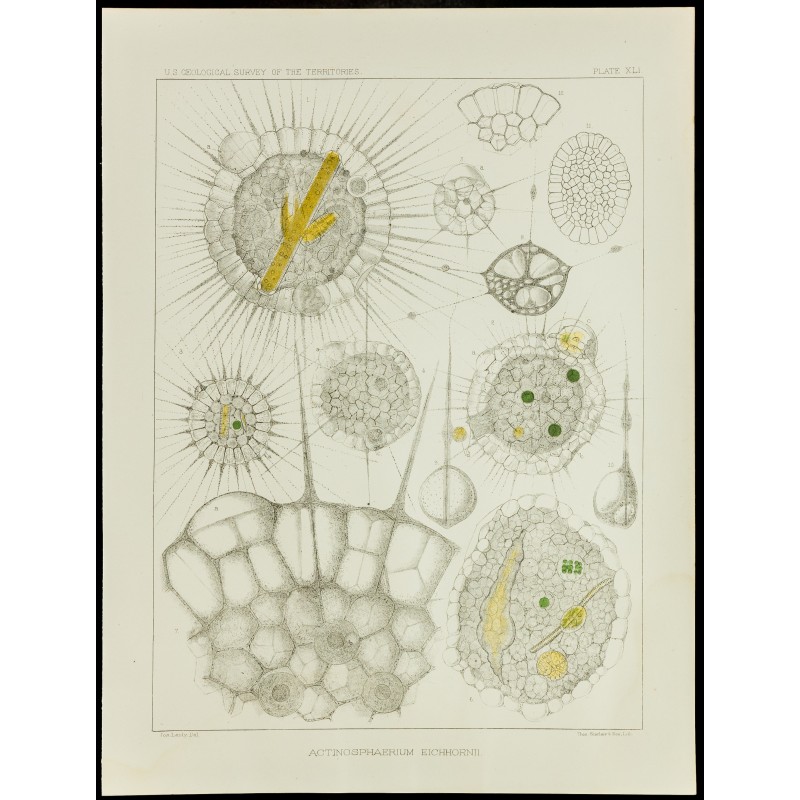 Gravure de 1879 - Lithographie d'amibes par Leidy - 1