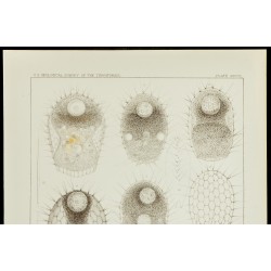 Gravure de 1879 - Lithographie d'amibes par Leidy - 2