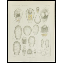 Gravure de 1879 - Lithographie d'amibes par Leidy - 1