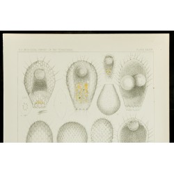 Gravure de 1879 - Lithographie d'amibes par Leidy - 2