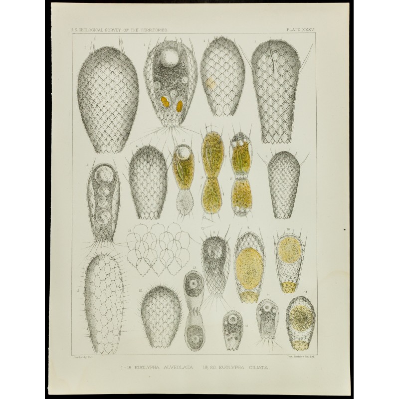 Gravure de 1879 - Lithographie d'amibes par Leidy - 1