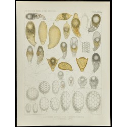 Gravure de 1879 - Lithographie d'amibes par Leidy - 1