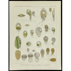 Gravure de 1879 - Lithographie d'amibes par Leidy - 1