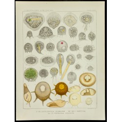 Gravure de 1879 - Lithographie d'amibes par Leidy - 1