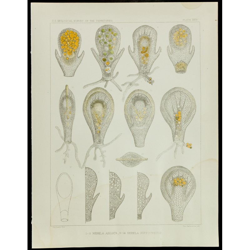Gravure de 1879 - Lithographie d'amibes par Leidy - 1
