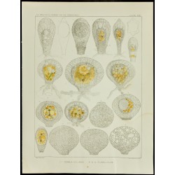 Gravure de 1879 - Lithographie d'amibes par Leidy - 1