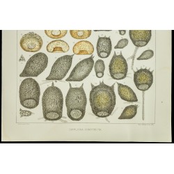 Gravure de 1879 - Lithographie d'amibes par Leidy - 3