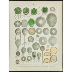 Gravure de 1879 - Lithographie d'amibes par Leidy - 1