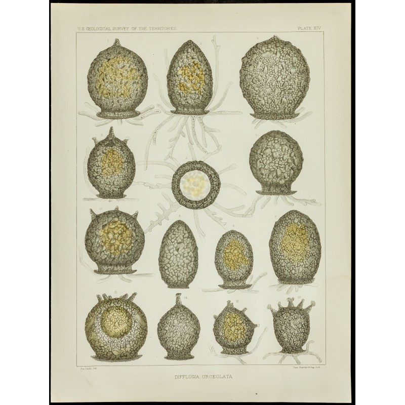 Gravure de 1879 - Lithographie d'amibes par Leidy - 1