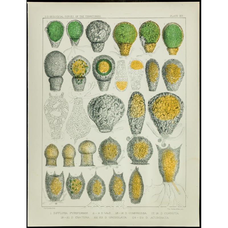 Gravure de 1879 - Lithographie d'amibes par Leidy - 1